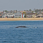 IMG_4413cr