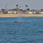 IMG_4427cr